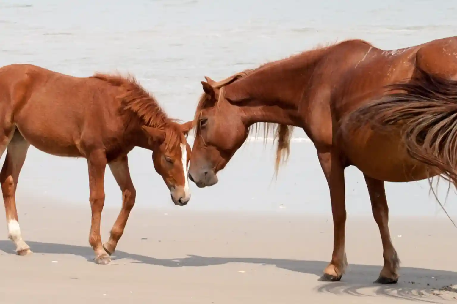 Two Corolla wild horses standing close together on the beach in the Outer Banks