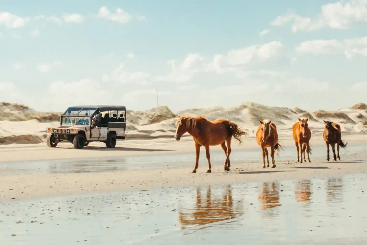 Wild horses walking along the Corolla beach near a guided 4x4 wild horse tour vehicle