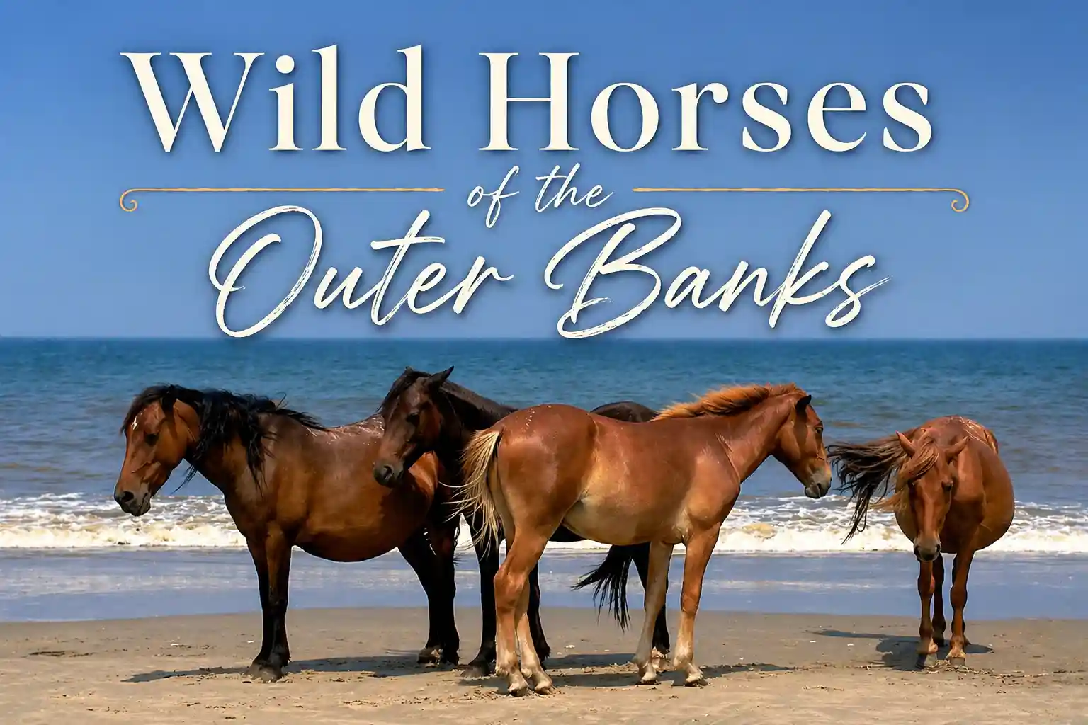 Wild horses standing on the Corolla beach with the Atlantic Ocean behind them