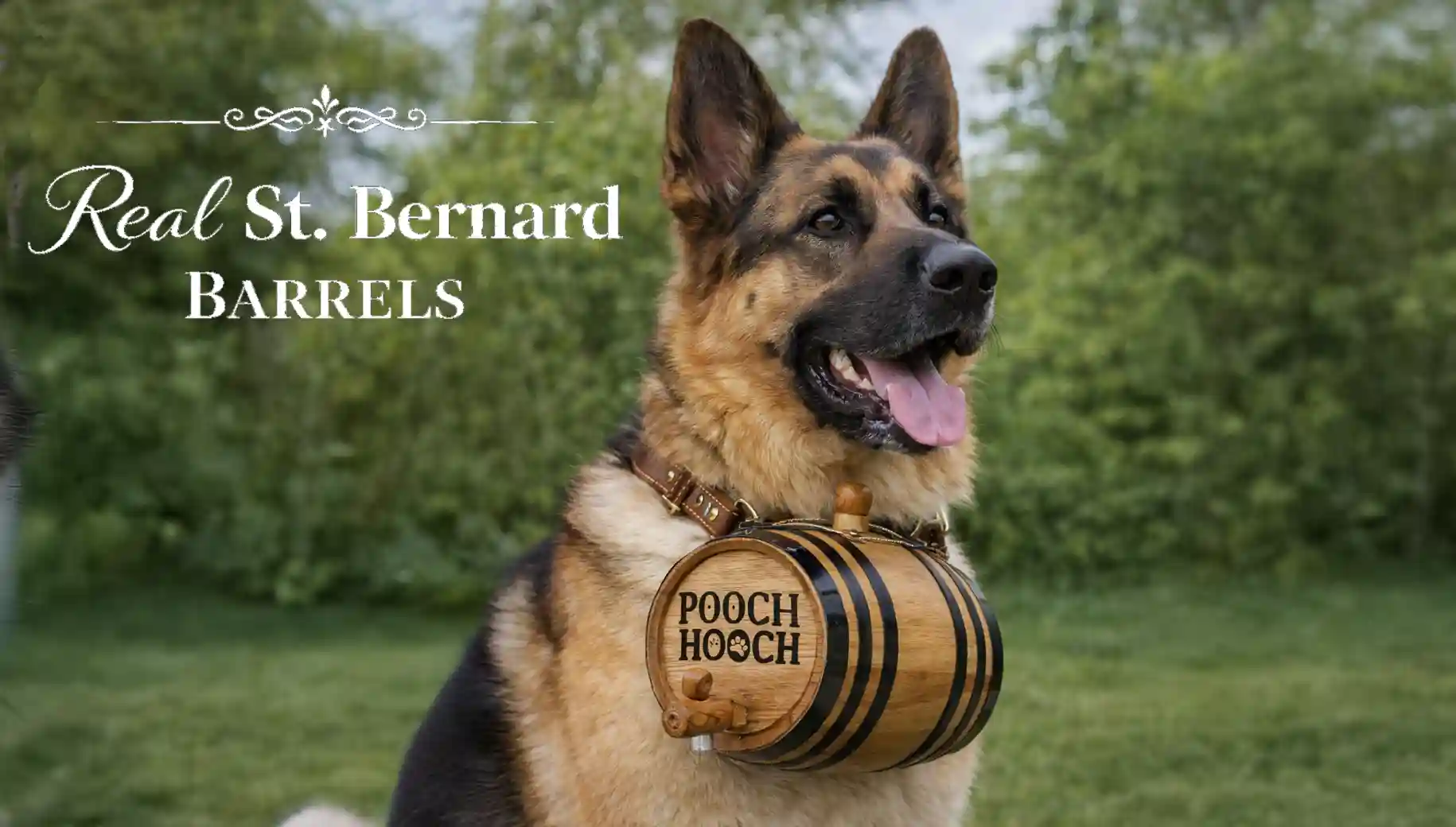 St. Bernard dog wearing miniature oak barrel engraved Pooch Hooch outdoors