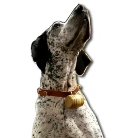 Mini Barrel Dog Collar