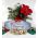 'Wishing You Christmas Cheer' Holiday Kensington Sign (KEN_3024)
