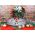 'Merry Elfin Christmas' Holiday Kensington Sign (KEN_3014)