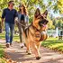 German Shepherd wearing a Pooch Hooch miniature oak dog barrel with leather collar and wooden spigot while walking with its owners in a sunny park