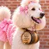 White standard poodle dressed in pink bows and a frilly dress wearing the PupTown Girl 1-liter oak dog barrel with decorative laser engraving and adjustable leather strap.